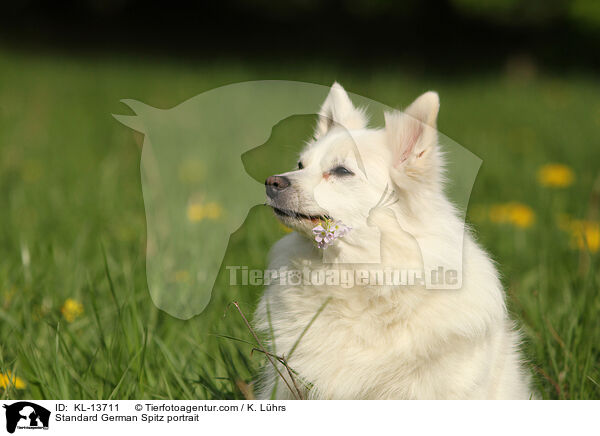 Mittelspitz Portrait / Standard German Spitz portrait / KL-13711