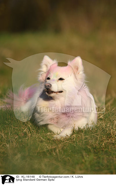 liegender Mittelspitz / lying Standard German Spitz / KL-16148