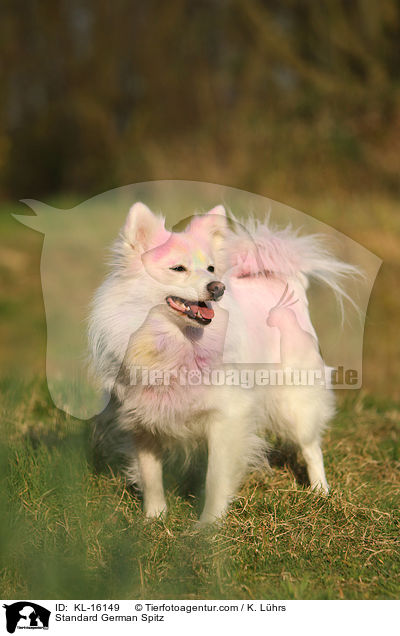 Mittelspitz / Standard German Spitz / KL-16149