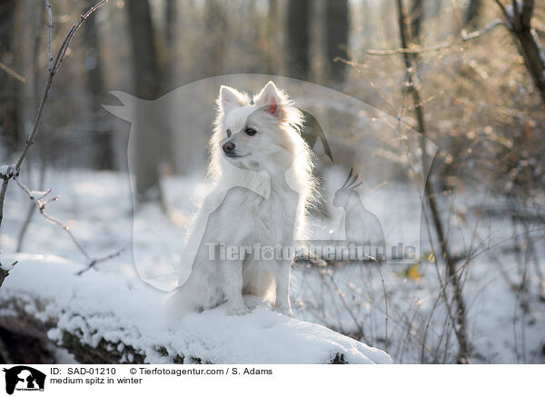 medium spitz in winter / SAD-01210