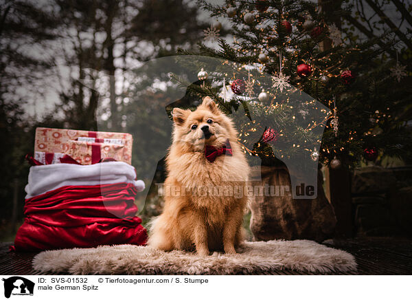 Mittelspitz Rde / male German Spitz / SVS-01532