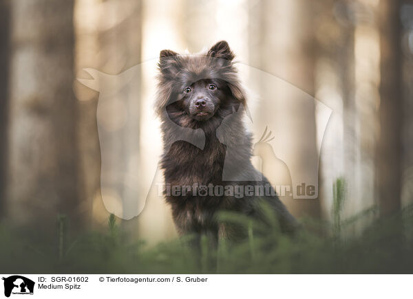 Mittelspitz / Medium Spitz / SGR-01602