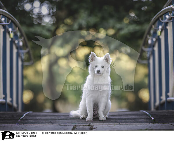 Mittelspitz / Standard Spitz / MAH-04061