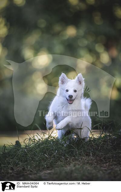 Standard Spitz / MAH-04064