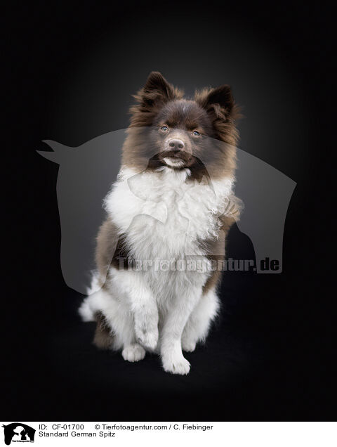 Mittelspitz / Standard German Spitz / CF-01700