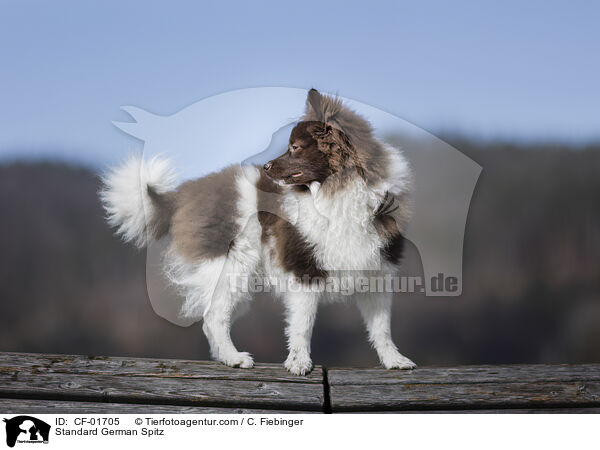 Mittelspitz / Standard German Spitz / CF-01705