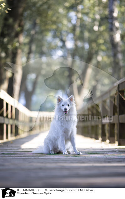 Mittelspitz / Standard German Spitz / MAH-04556