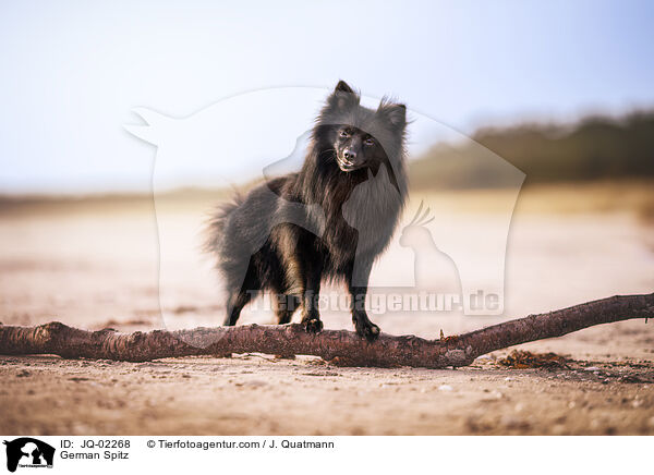 German Spitz / JQ-02268