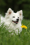 snuffling Standard German Spitz