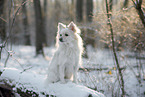 medium spitz in winter
