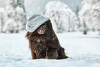 Standard German Spitz in the snow, braun, brown