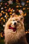 male German Spitz