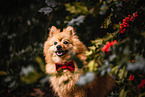 male German Spitz