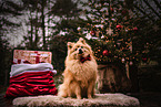 male German Spitz