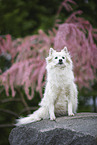 Standard German Spitz