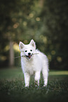 Standard Spitz