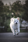 Standard Spitz