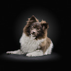 Standard German Spitz
