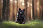 Standard German Spitz