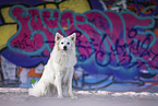 Standard German Spitz