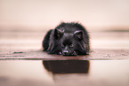 German Spitz