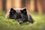 German Spitz