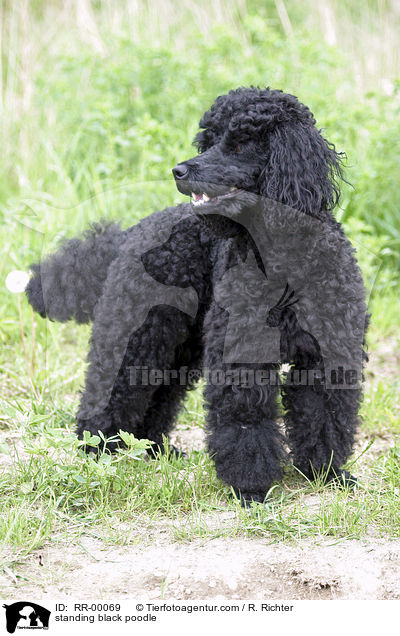 stehender schwarzer Pudel / standing black poodle / RR-00069