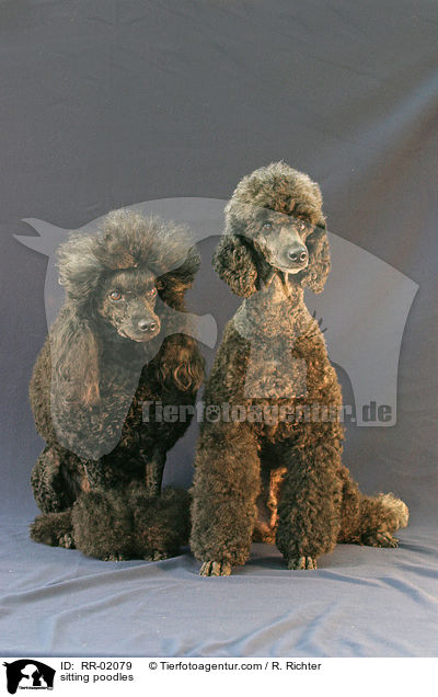 sitzende Pudel / sitting poodles / RR-02079