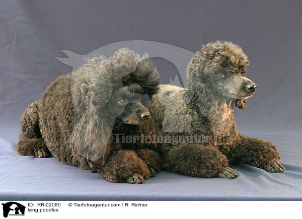 liegende Pudel / lying poodles / RR-02080