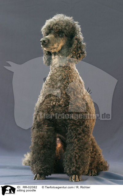 sitzender Pudel / sitting poodle / RR-02082