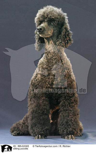 sitzender Pudel / sitting poodle / RR-02085
