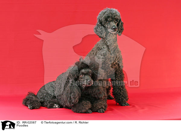 Pudel / Poodles / RR-02087