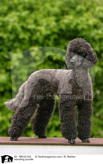 stehender Pudel / standing poodle / RR-02105