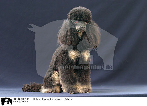 sitzender Pudel / sitting poodle / RR-02111