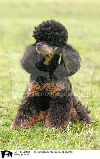 sitzender Pudel / sitting poodle / RR-02134