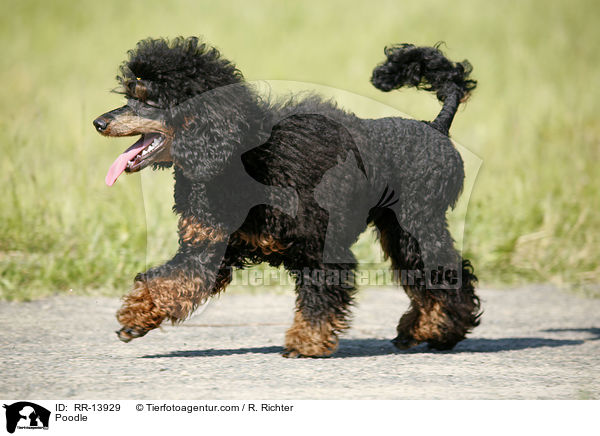 Poodle / RR-13929