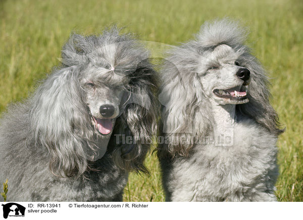 Silberpudel / silver poodle / RR-13941