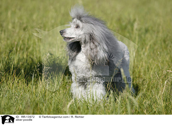 Silberpudel / silver poodle / RR-13972