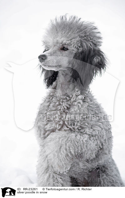 Silberpudel im Schnee / silver poodle in snow / RR-23261