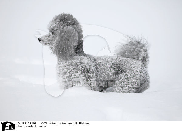 Silberpudel im Schnee / silver poodle in snow / RR-23298