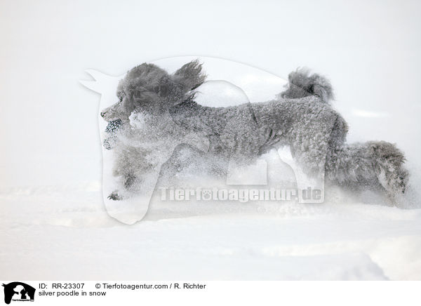 Silberpudel im Schnee / silver poodle in snow / RR-23307
