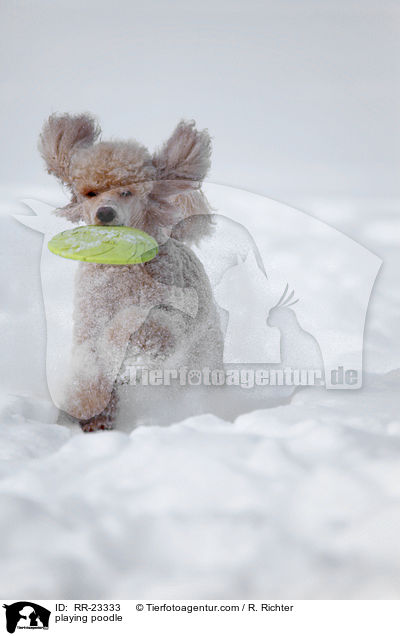 spielender Pudel / playing poodle / RR-23333