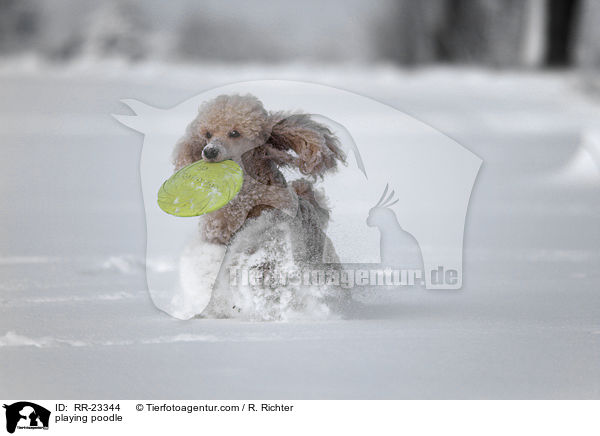 spielender Pudel / playing poodle / RR-23344