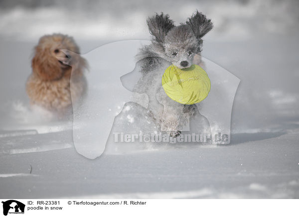 poodle in snow / RR-23381