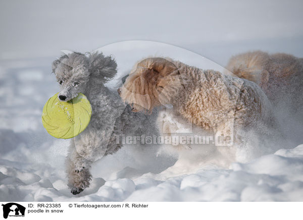 poodle in snow / RR-23385