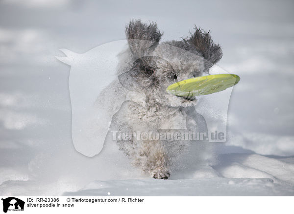 silver poodle in snow / RR-23386