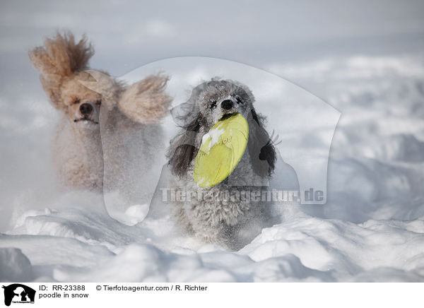 poodle in snow / RR-23388