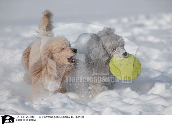 poodle in snow / RR-23390