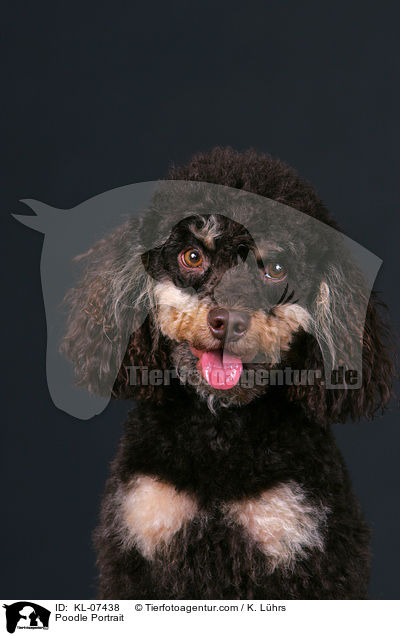 Pudel Portrait / Poodle Portrait / KL-07438