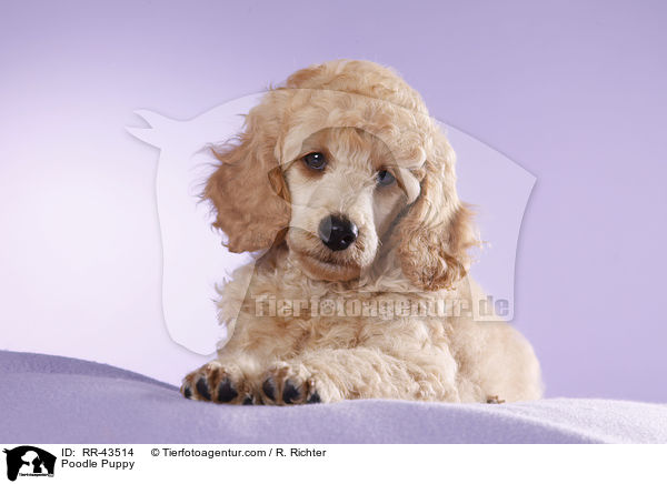 Kleinpudel Welpe / Poodle Puppy / RR-43514
